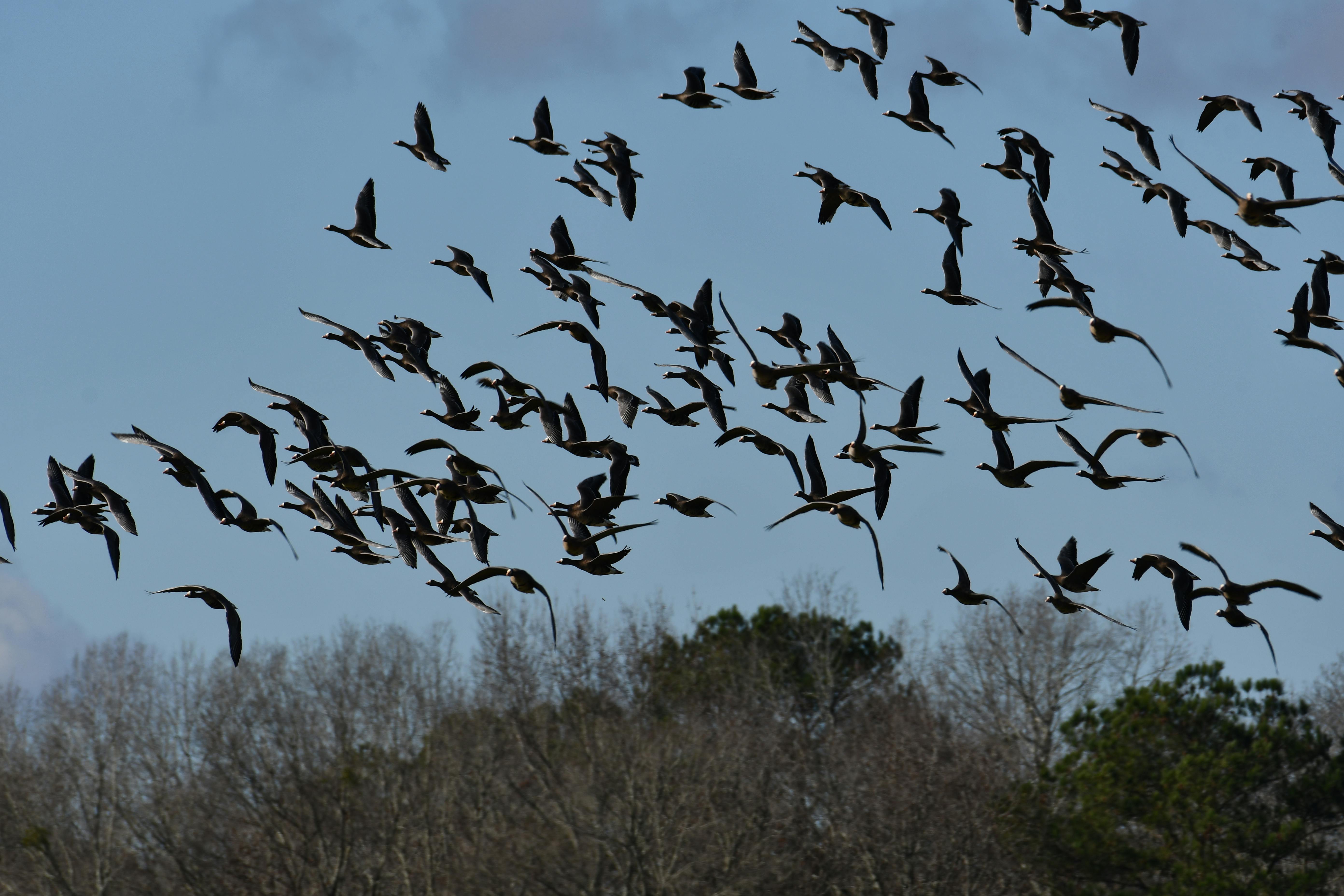 Ganzen grazen in natuurgebied - het probleem geïllustreerd